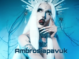 Ambrosiapavuk